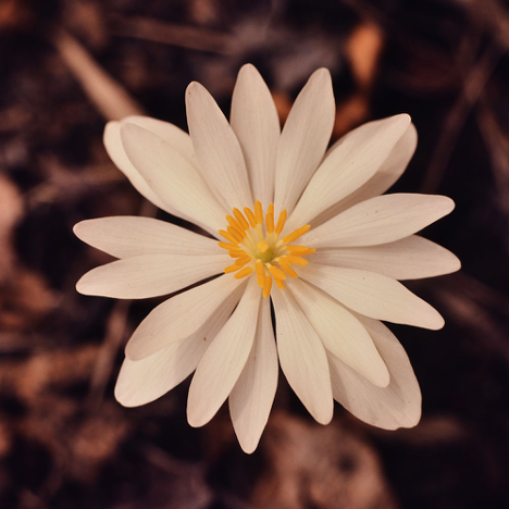 Bloodroot